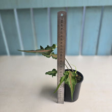 Load image into Gallery viewer, #R5 Funky Caladium