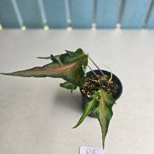 Load image into Gallery viewer, #R5 Funky Caladium