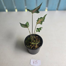 Load image into Gallery viewer, #R5 Funky Caladium