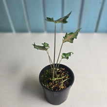 Load image into Gallery viewer, #R5 Funky Caladium