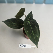 Load image into Gallery viewer, #RD10 Two x Dark Anthurium NOID Seedlings