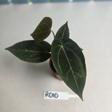 Load image into Gallery viewer, #RD10 Two x Dark Anthurium NOID Seedlings