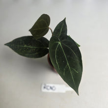 Load image into Gallery viewer, #RD10 Two x Dark Anthurium NOID Seedlings