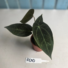 Load image into Gallery viewer, #RD10 Two x Dark Anthurium NOID Seedlings