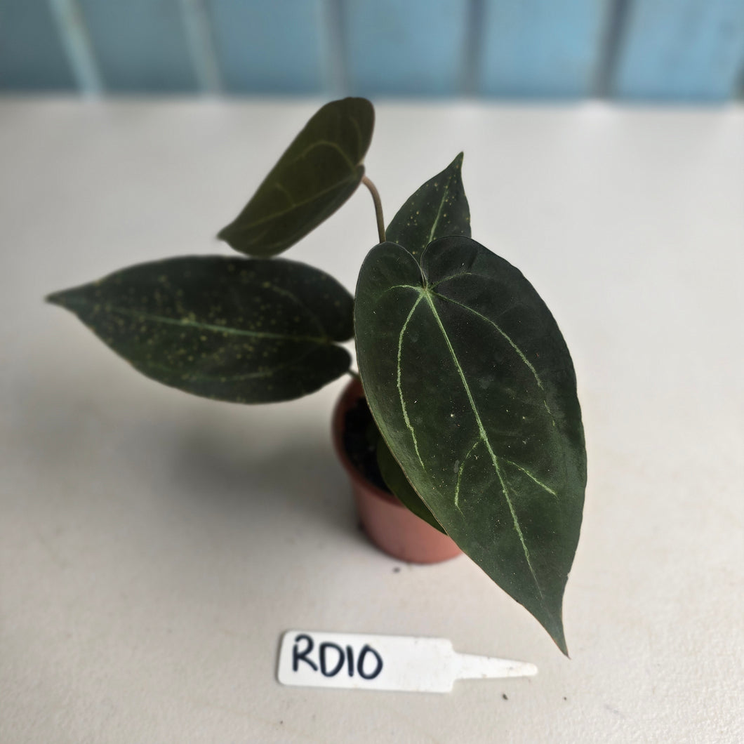 #RD10 Two x Dark Anthurium NOID Seedlings