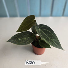 Load image into Gallery viewer, #RD10 Two x Dark Anthurium NOID Seedlings