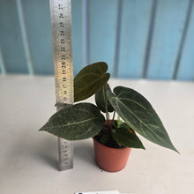 Load image into Gallery viewer, #RD10 Two x Dark Anthurium NOID Seedlings