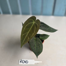 Load image into Gallery viewer, #RD10 Two x Dark Anthurium NOID Seedlings