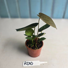 Load image into Gallery viewer, #RD10 Two x Dark Anthurium NOID Seedlings