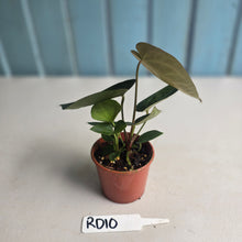 Load image into Gallery viewer, #RD10 Two x Dark Anthurium NOID Seedlings