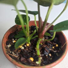 Load image into Gallery viewer, #RD10 Two x Dark Anthurium NOID Seedlings