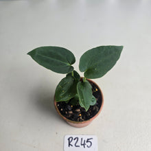 Load image into Gallery viewer, #R245 Three x Dark Anthurium NOID Seedlings