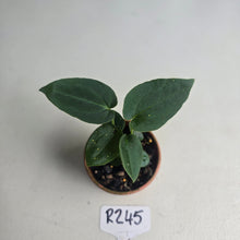 Load image into Gallery viewer, #R245 Three x Dark Anthurium NOID Seedlings