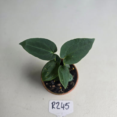 #R245 Three x Dark Anthurium NOID Seedlings