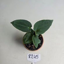 Load image into Gallery viewer, #R245 Three x Dark Anthurium NOID Seedlings