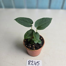 Load image into Gallery viewer, #R245 Three x Dark Anthurium NOID Seedlings