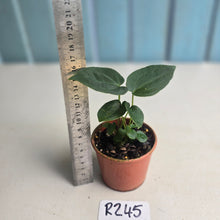 Load image into Gallery viewer, #R245 Three x Dark Anthurium NOID Seedlings