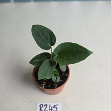 Load image into Gallery viewer, #R245 Three x Dark Anthurium NOID Seedlings