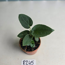 Load image into Gallery viewer, #R245 Three x Dark Anthurium NOID Seedlings