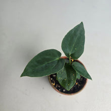 Load image into Gallery viewer, #R245 Three x Dark Anthurium NOID Seedlings