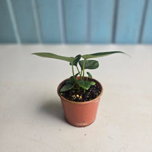 Load image into Gallery viewer, #R245 Three x Dark Anthurium NOID Seedlings