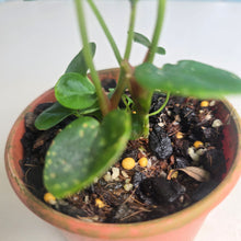 Load image into Gallery viewer, #R245 Three x Dark Anthurium NOID Seedlings