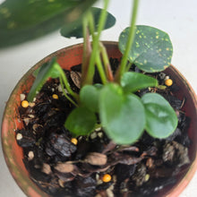 Load image into Gallery viewer, #R245 Three x Dark Anthurium NOID Seedlings