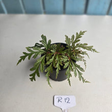 Load image into Gallery viewer, #R12 Begonia Polilloensis