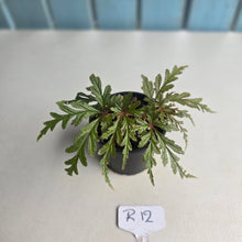 Load image into Gallery viewer, #R12 Begonia Polilloensis