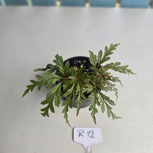 Load image into Gallery viewer, #R12 Begonia Polilloensis