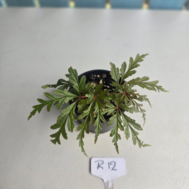 #R12 Begonia Polilloensis