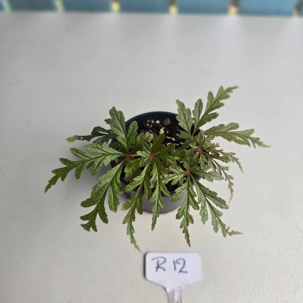 #R12 Begonia Polilloensis