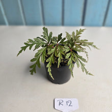 Load image into Gallery viewer, #R12 Begonia Polilloensis