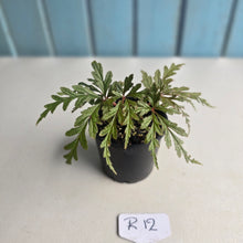 Load image into Gallery viewer, #R12 Begonia Polilloensis