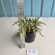 Load image into Gallery viewer, #R12 Begonia Polilloensis