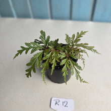 Load image into Gallery viewer, #R12 Begonia Polilloensis