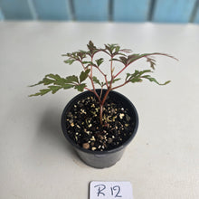 Load image into Gallery viewer, #R12 Begonia Polilloensis