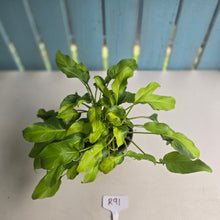 Load image into Gallery viewer, #R91 Multi-headed Variegated Philodendron Xanadu