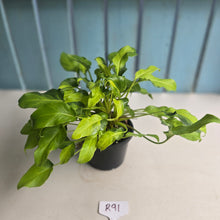 Load image into Gallery viewer, #R91 Multi-headed Variegated Philodendron Xanadu