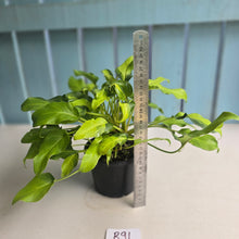 Load image into Gallery viewer, #R91 Multi-headed Variegated Philodendron Xanadu