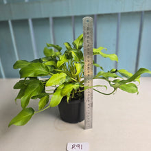 Load image into Gallery viewer, #R91 Multi-headed Variegated Philodendron Xanadu