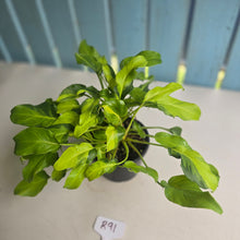 Load image into Gallery viewer, #R91 Multi-headed Variegated Philodendron Xanadu