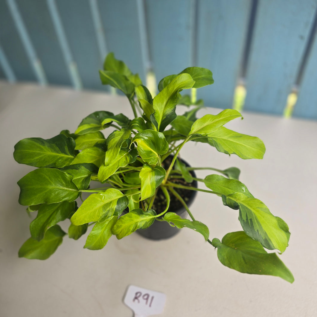 #R91 Multi-headed Variegated Philodendron Xanadu