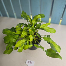 Load image into Gallery viewer, #R91 Multi-headed Variegated Philodendron Xanadu