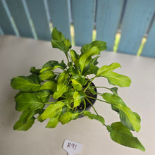 Load image into Gallery viewer, #R91 Multi-headed Variegated Philodendron Xanadu