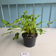 Load image into Gallery viewer, #R91 Multi-headed Variegated Philodendron Xanadu