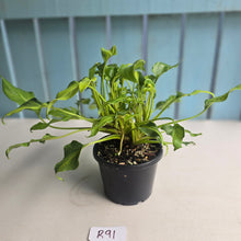 Load image into Gallery viewer, #R91 Multi-headed Variegated Philodendron Xanadu