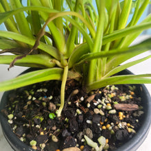 Load image into Gallery viewer, #R91 Multi-headed Variegated Philodendron Xanadu