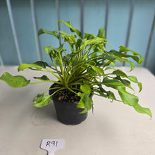 Load image into Gallery viewer, #R91 Multi-headed Variegated Philodendron Xanadu