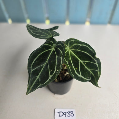 #D933 Three x Headed Anthurium Crystallinum x Forgetii